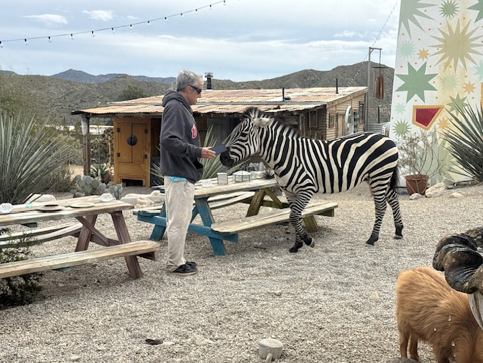 zebra