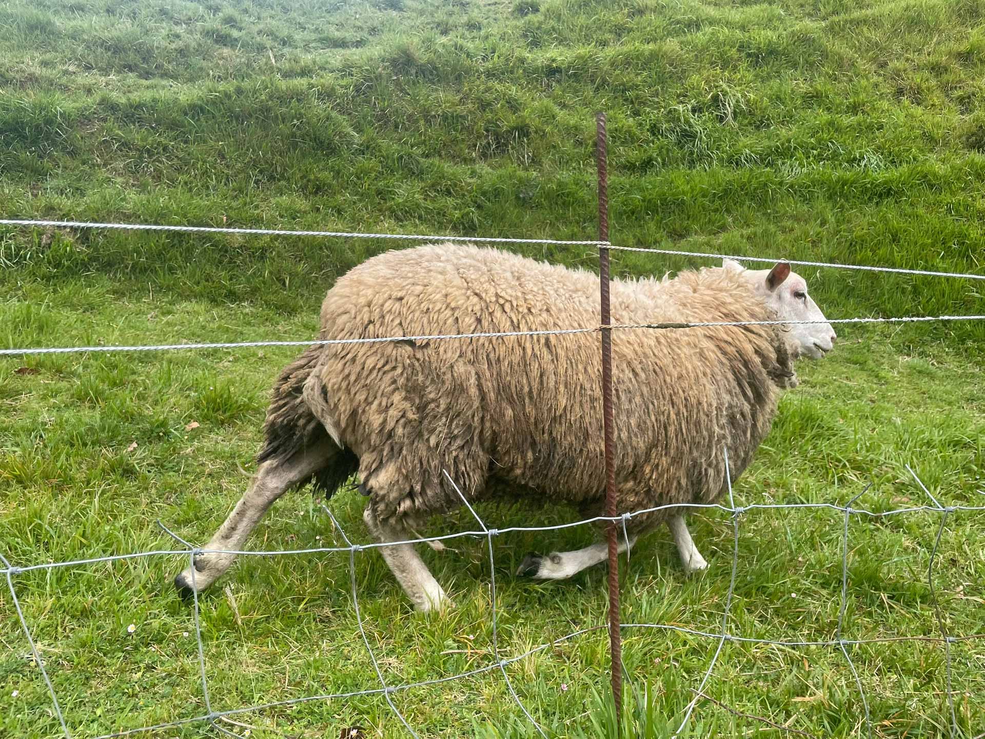 Animais de fazenda no Caminho del Norte