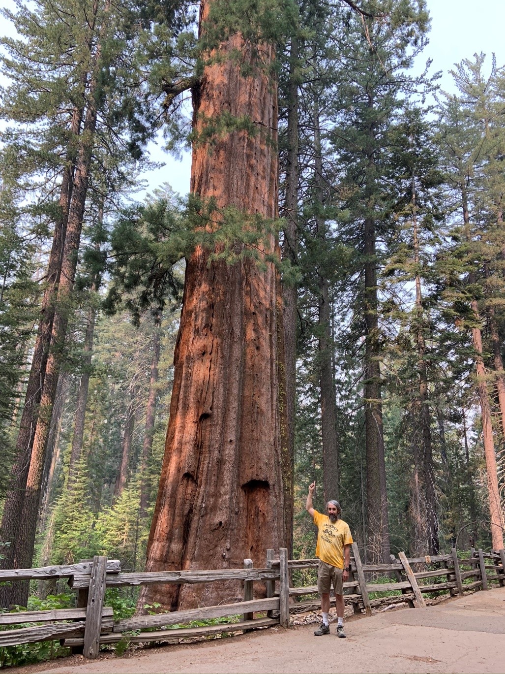 Yosemite - Sequoias